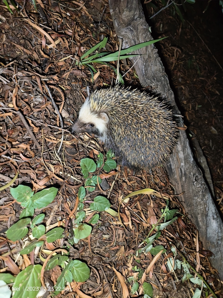 Southern African Hedgehog