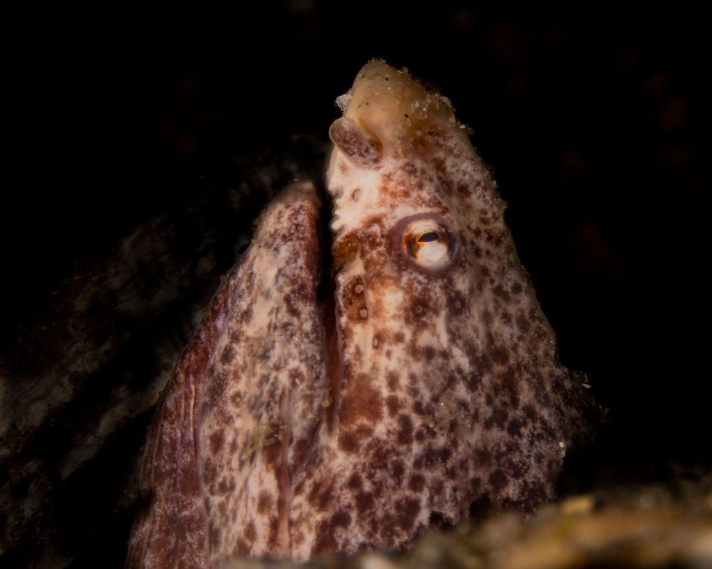 Guinese slangaal (Callechelys guineensis) — Ophichthidae
