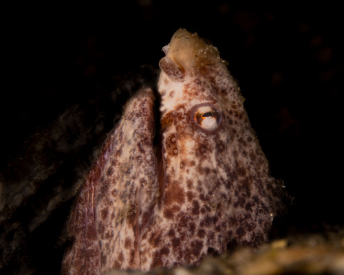 Guinean snake eel (Callechelys guineensis) — Ophichthidae