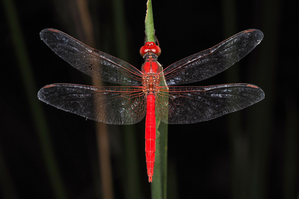 Scarlet Percher