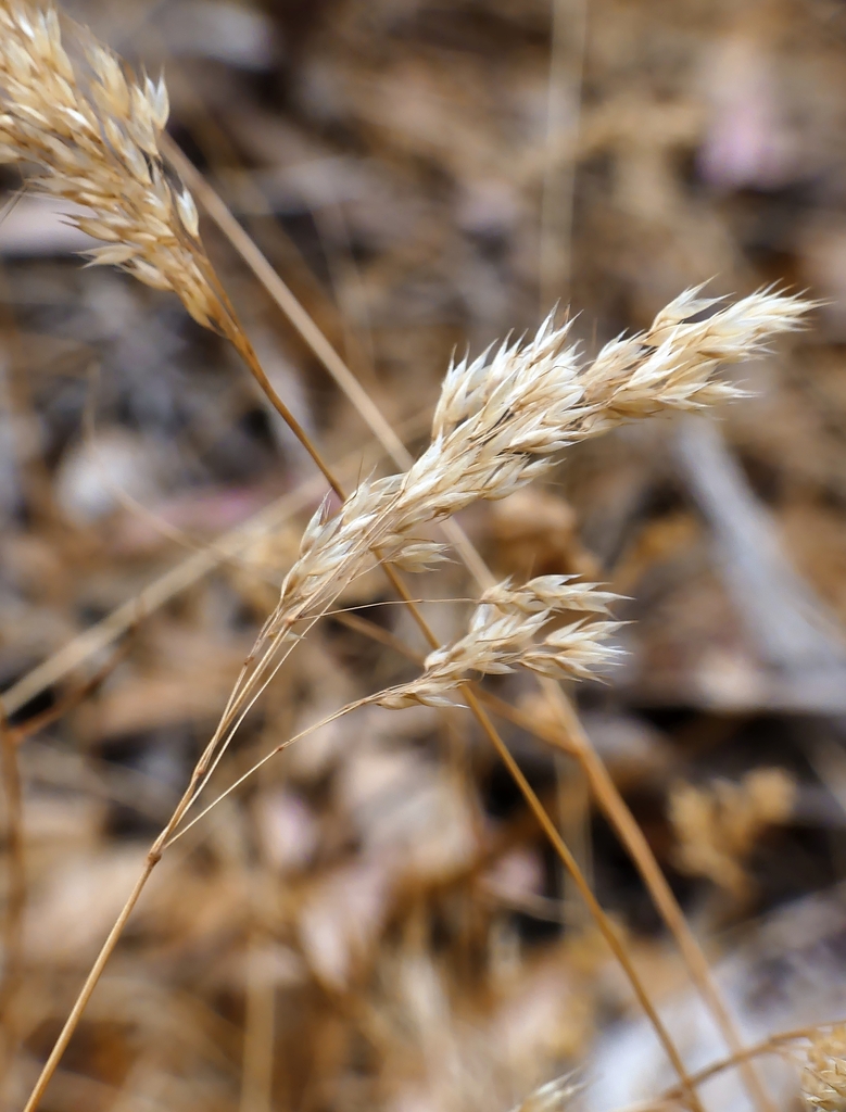 Oatgrasses, Pampasgrasses, and allies