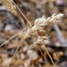 Oatgrasses, Pampasgrasses, and Allies - Photo (c) Marianne Broug, some rights reserved (CC BY-NC), uploaded by Marianne Broug