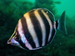 Butterfish photo 2