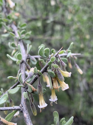 Arizona desert-thorn (Lycium exsertum)