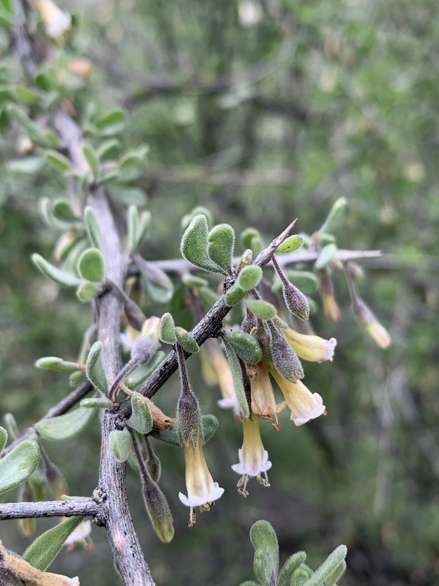 Lycium exsertum