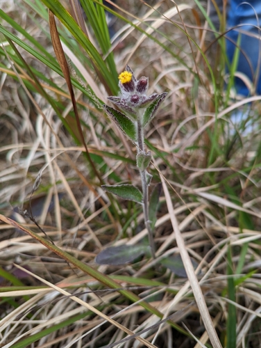 Blumea hieraciifolia iNat (1)