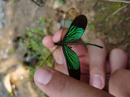 Green Metalwing