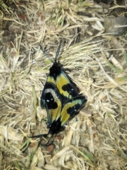 Chrysocale splendens