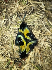 Chrysocale splendens