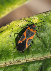 Lygaeus kalmii angustomarginatus