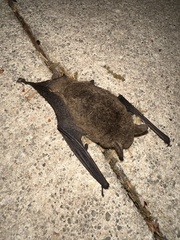 Southeastern Myotis photo 4