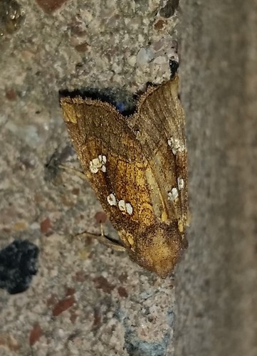 Seaside Golden Borer Moth