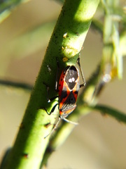 Lygaeus kalmii kalmii