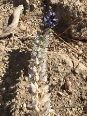 Lupinus lepidus confertus