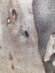 Polyrhachis semiaurata