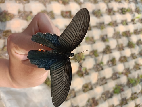 Spangle Swallowtail