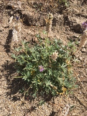 Lupinus lepidus confertus