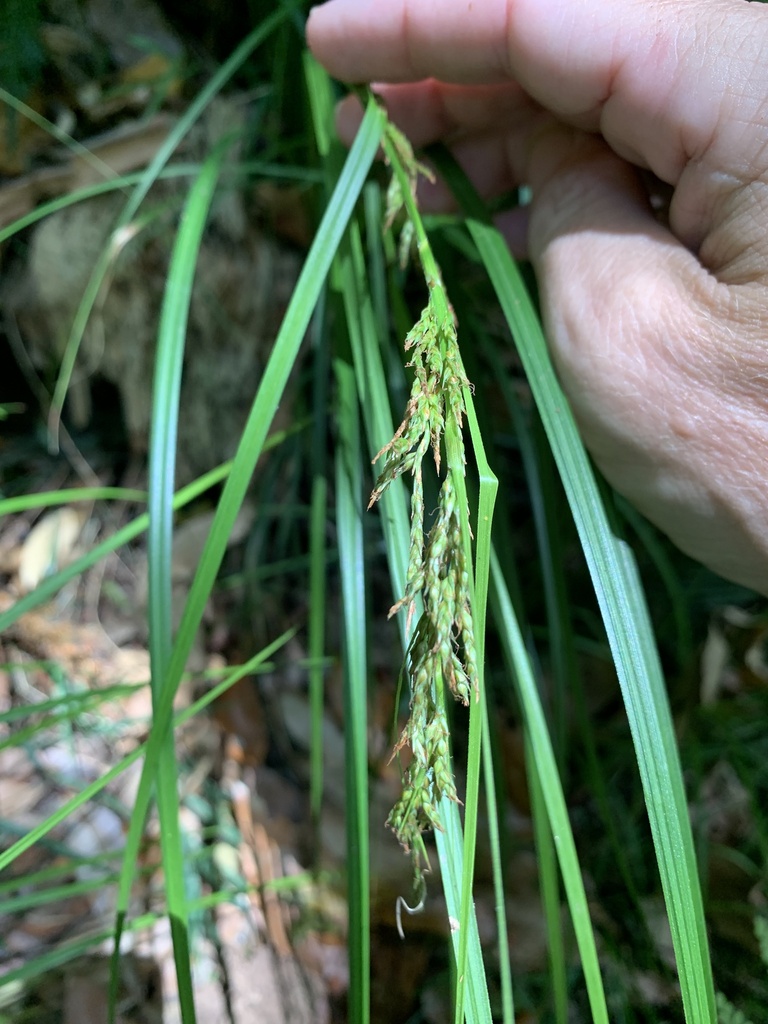Carex sect. Hymenochlaenae