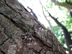 Eutelia adulatricoides