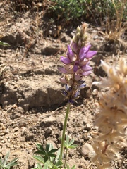Lupinus lepidus confertus