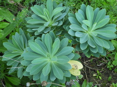 Euphorbia atropurpurea image