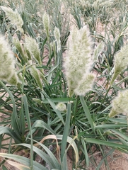 Polypogon monspeliensis image