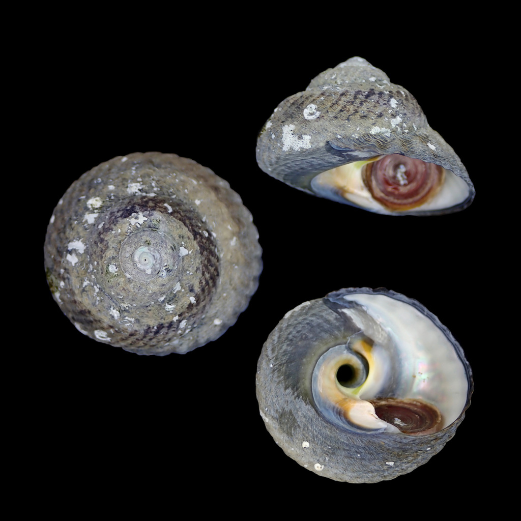 Tegula turbinata