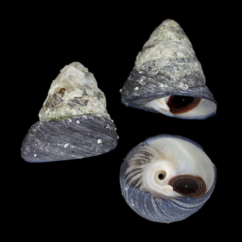 Tegula pfeifferi observed 2022-05-24