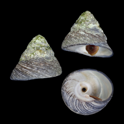 Tegula pfeifferi observed 2022-05-24
