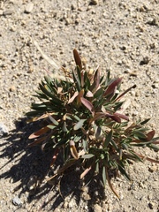 Boechera rigidissima