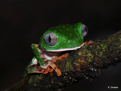Callimedusa tomopterna