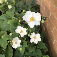 Eriocapitella × hybrida