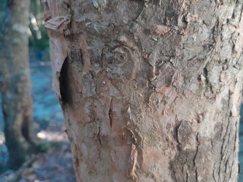 Syzygium forte, photograph 6