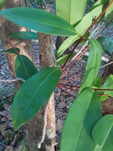 Syzygium forte, photograph 5