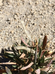 Boechera rigidissima