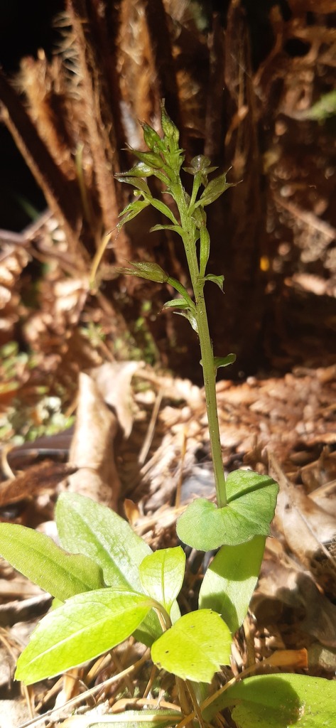 Acianthus sinclairii