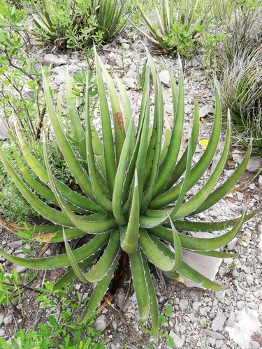 Agave albomarginata