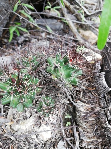 Cumarinia odorata, photograph 3