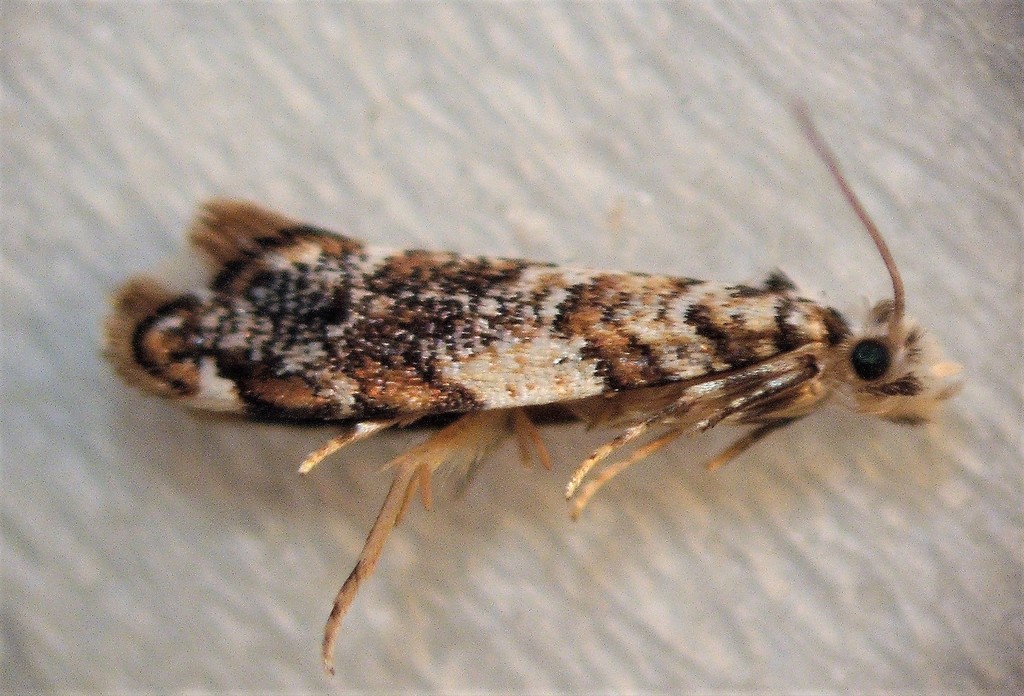 Eschatotypa