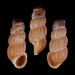 Truncatella pfeifferi - Photo (c) Doyeon Kim, algunos derechos reservados (CC BY-NC), subido por Doyeon Kim