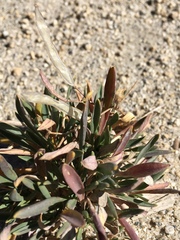 Boechera rigidissima