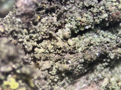 Rinodina papillata