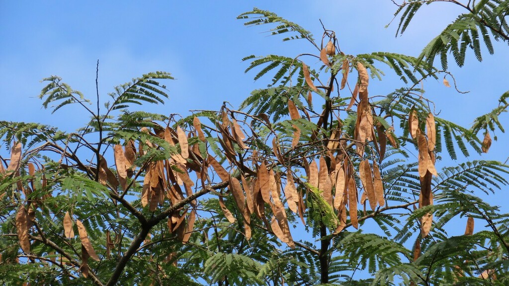 Molucca Albizia from 台灣台北 on March 1, 2023 at 02:24 PM by chihlin_chang ...