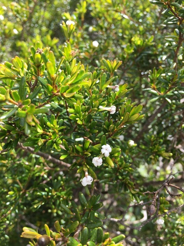 Alyxia caletioides observed 2022-11-11