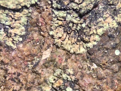 Lendemeriella reptans