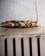 Eschatotypa derogatella