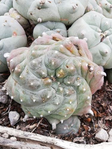 Lophophora williamsii