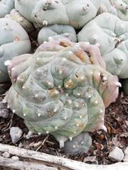Lophophora williamsii