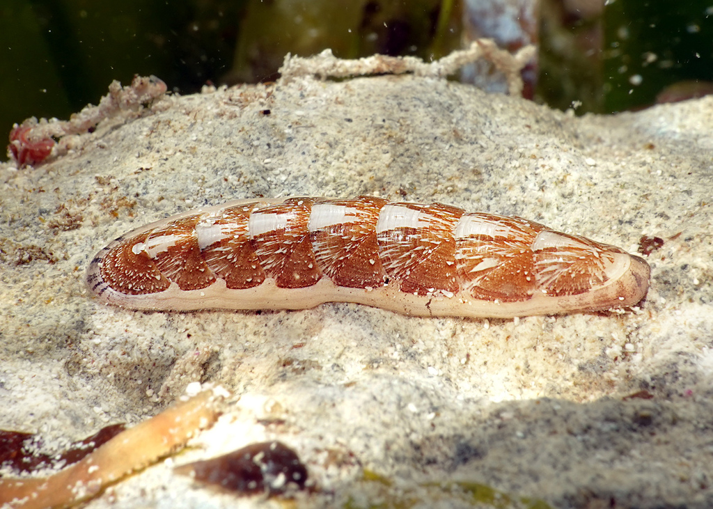 Stenochiton