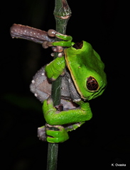 Phyllomedusa tarsius